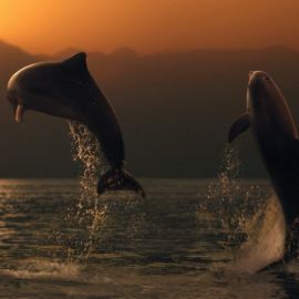Дельфины на закате (75 фото)
