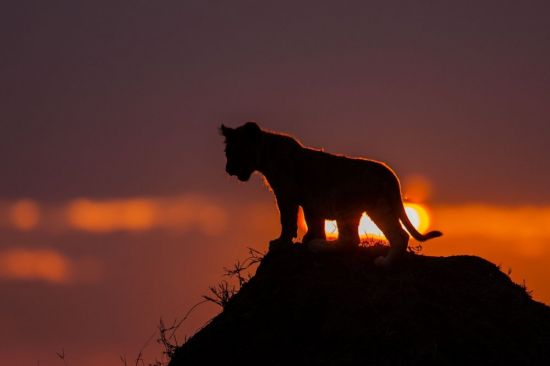 Лев на закате (66 фото)