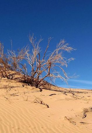 Перекати поле в пустыне (75 фото)