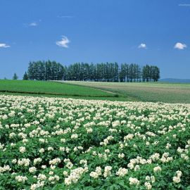 Картофельное поле (82 фото)
