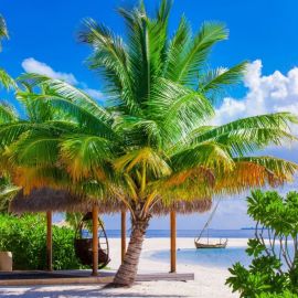 Пляж пальмы (74 фото)