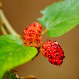 Шелковица ягода (99 фото)
