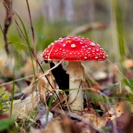 Ядовитые грибы (105 фото)