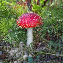 Несъедобные грибы (97 фото)