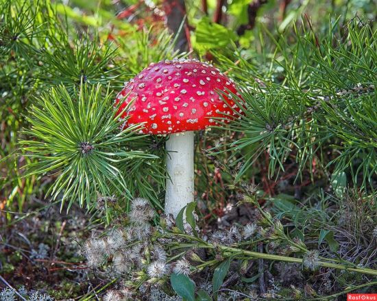 Несъедобные грибы (97 фото)