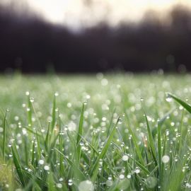 Роса на траве (105 фото)