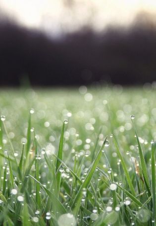 Роса на траве (105 фото)