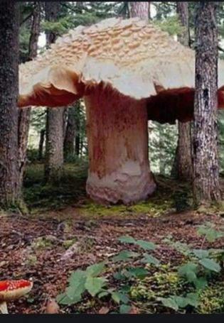 Самый большой гриб в мире (66 фото)