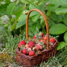 Лесная ягода клубника (58 фото)