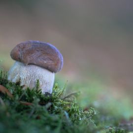 Лже белый гриб (54 фото)