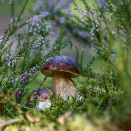 Белый гриб Боровик (99 фото)