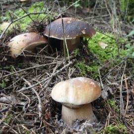 Белый гриб опасный двойник (71 фото)