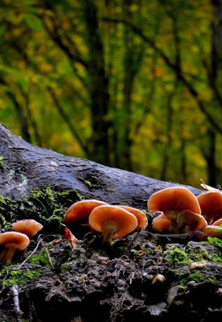 Поляна грибов (51 фото)