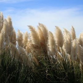 Пампасская трава (93 фото)