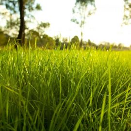 Сочная трава (94 фото)