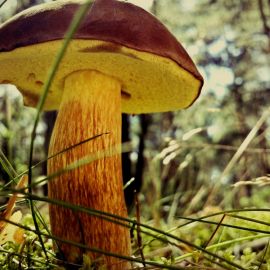 Маховики грибы съедобные (89 фото)