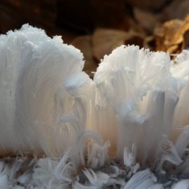 Ледяной гриб (80 фото)