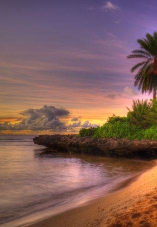 Море солнце пальмы (54 фото)