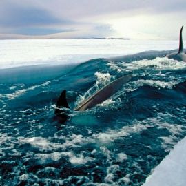 Дно Северного Ледовитого океана (58 фото)