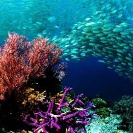 Рифы красного моря (40 фото)