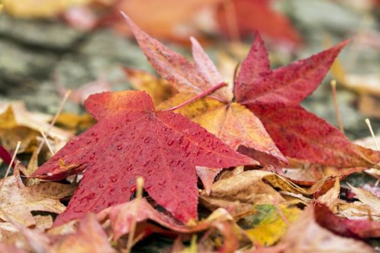 Красивые осенние листья (64 фото)