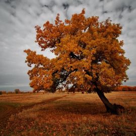 Дуб осенью (57 фото)