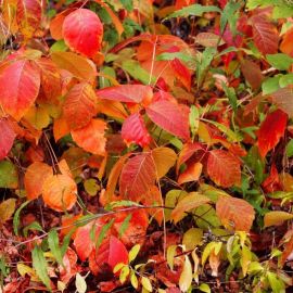 Кустарник с красными листьями осенью (67 фото)