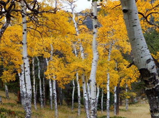 Дерево осина осенью (90 фото)