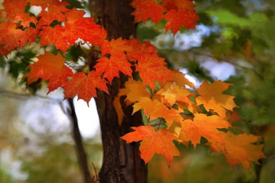 Листья клена осенью (91 фото)