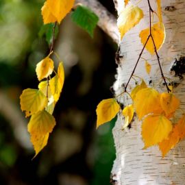 Листья березы осенью (90 фото)