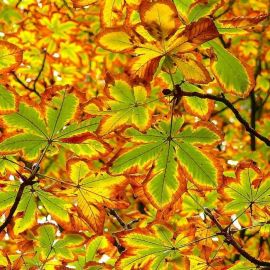 Листья каштана осенью (87 фото)