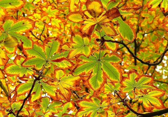 Листья каштана осенью (87 фото)