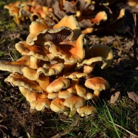 Поздние осенние грибы съедобные (89 фото)