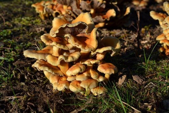 Поздние осенние грибы съедобные (89 фото)