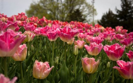 Весенние тюльпаны (95 фото)
