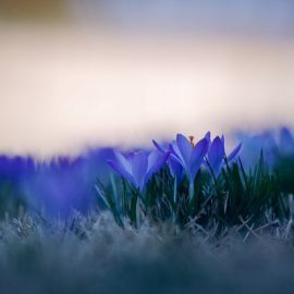 Синяя Весна (93 фото)
