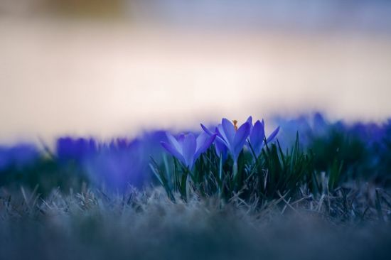 Синяя Весна (93 фото)
