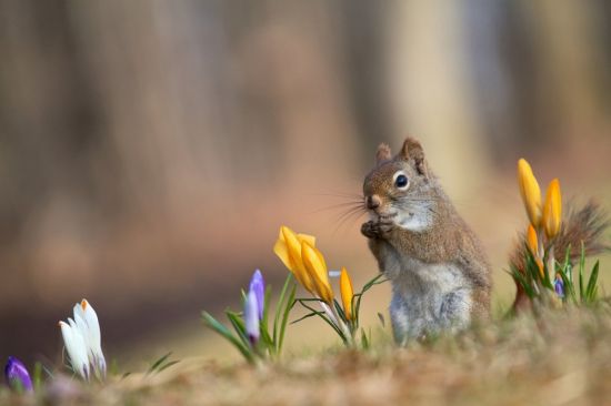 Смешная Весна (97 фото)