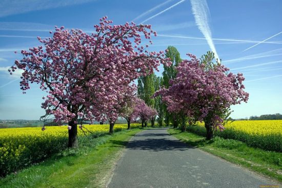 Весеннее дерево (63 фото)