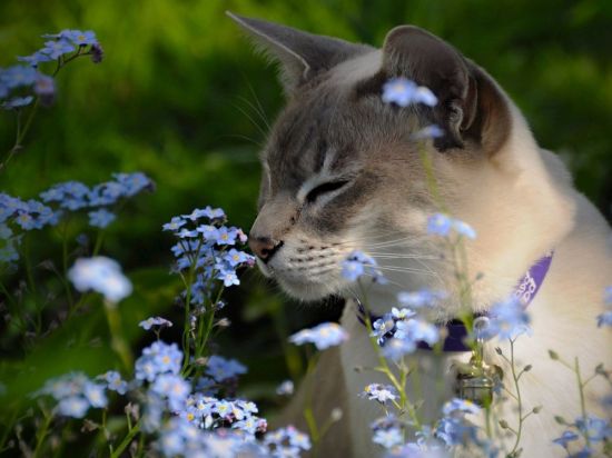 Кошка Весна (63 фото)