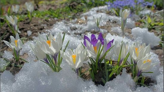 Наступила Весна (87 фото)