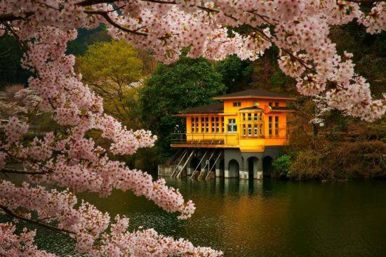 Весна в Японии (91 фото)