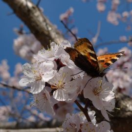 Пробуждение природы весной (95 фото)