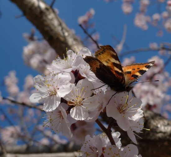 Пробуждение природы весной (95 фото)