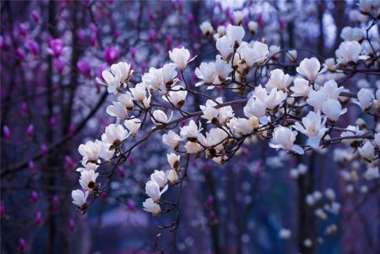 Цветение деревьев весной (87 фото)