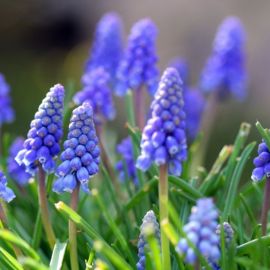 Синие весенние цветы (90 фото)