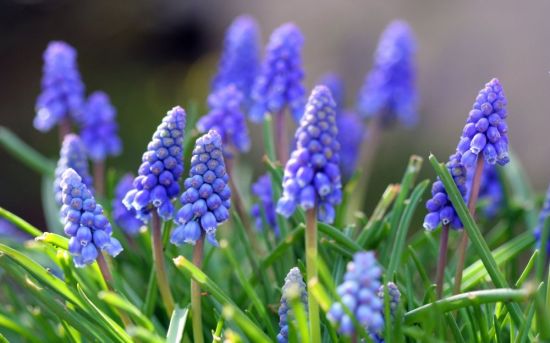 Синие весенние цветы (90 фото)