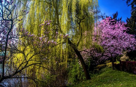 Весна цветение деревьев (88 фото)
