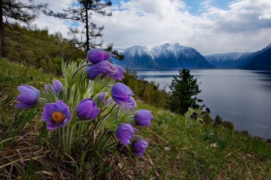 Весенние цветы Сибири (58 фото)