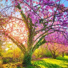 Весенние цветущие деревья (73 фото)